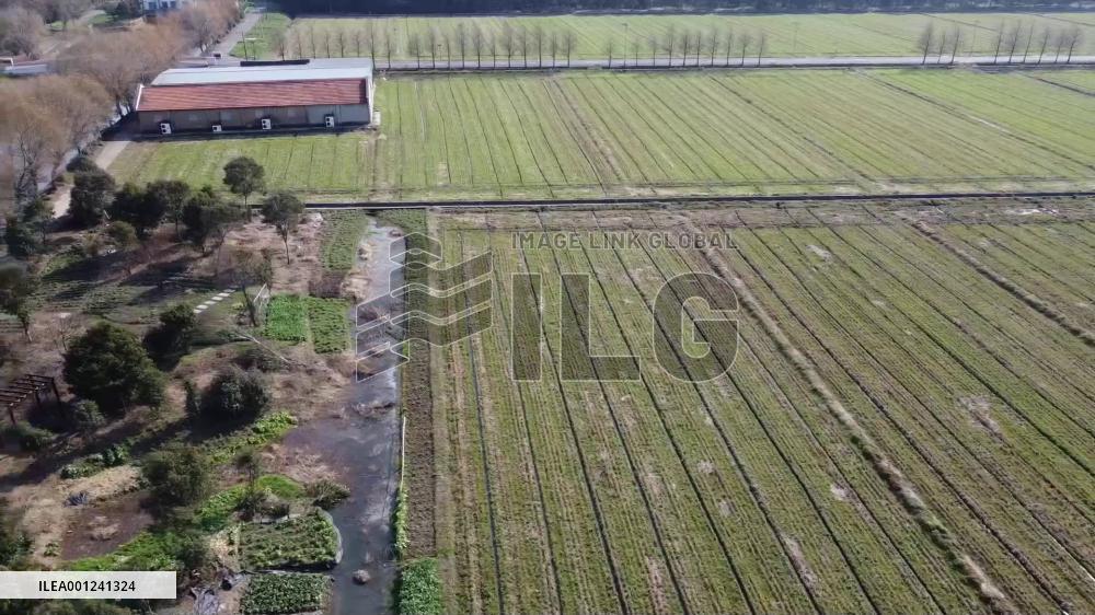 Traditional delicacy on Yushui solar term: Culture behind Shepherd's purse