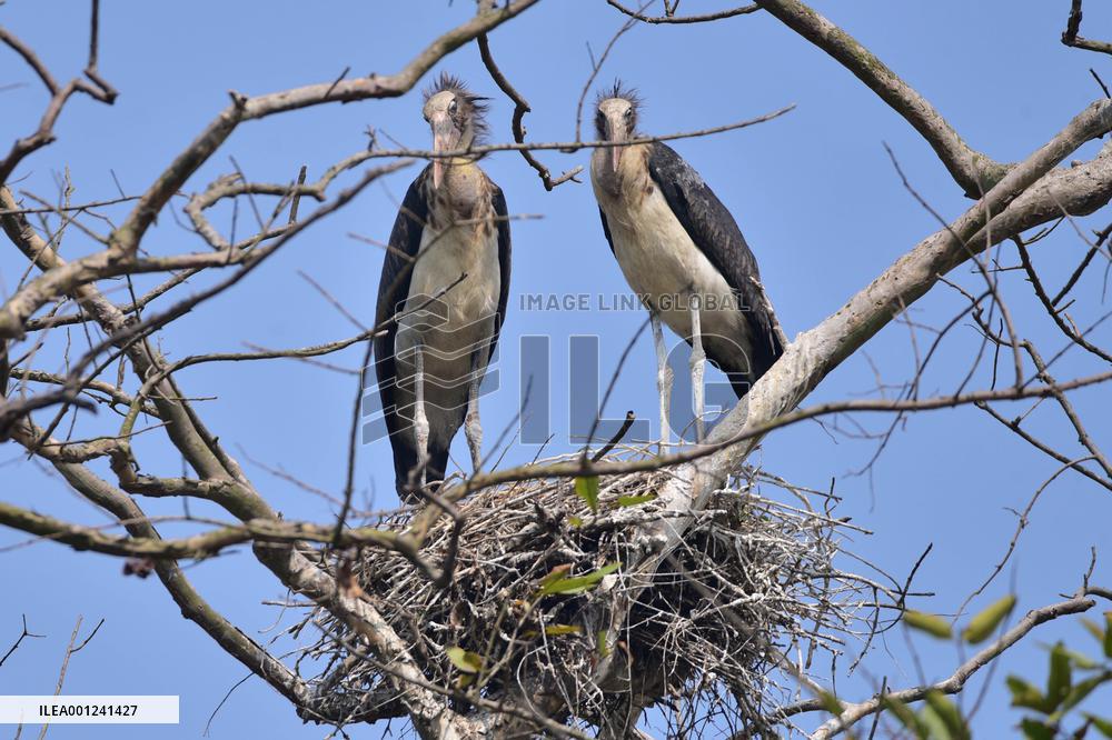 INDIA-ASSAM-NAGAON-ADJUTANT STORK
