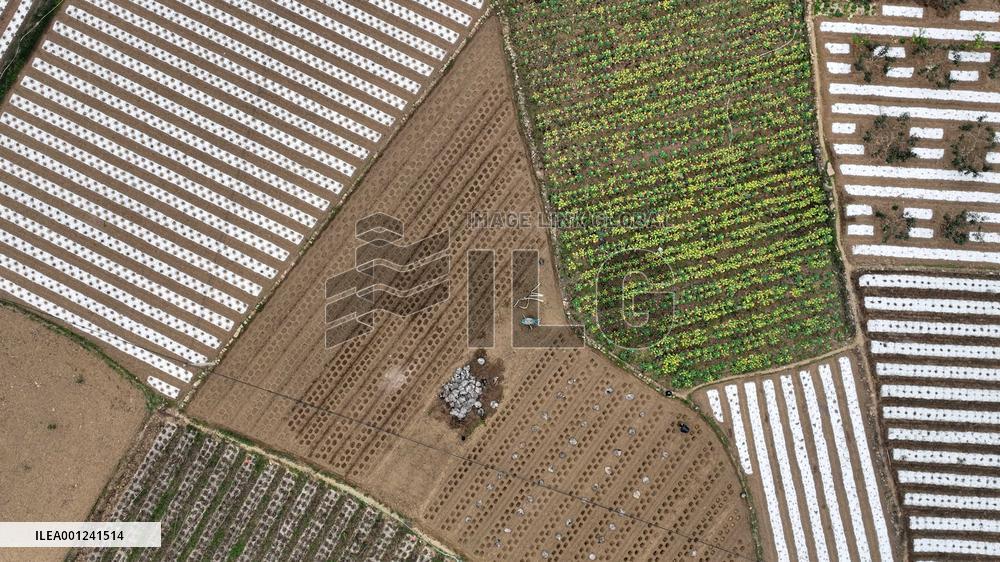 CHINA-SPRING FARMING (CN)