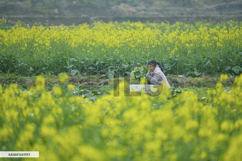 #CHINA-SPRING FARMING (CN)