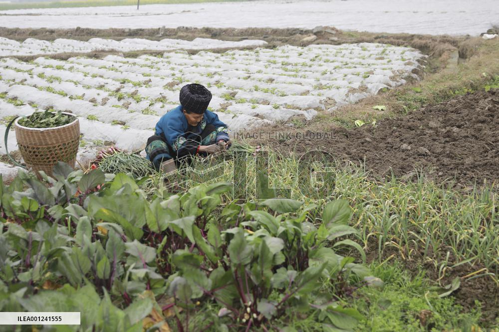 #CHINA-SPRING FARMING (CN)