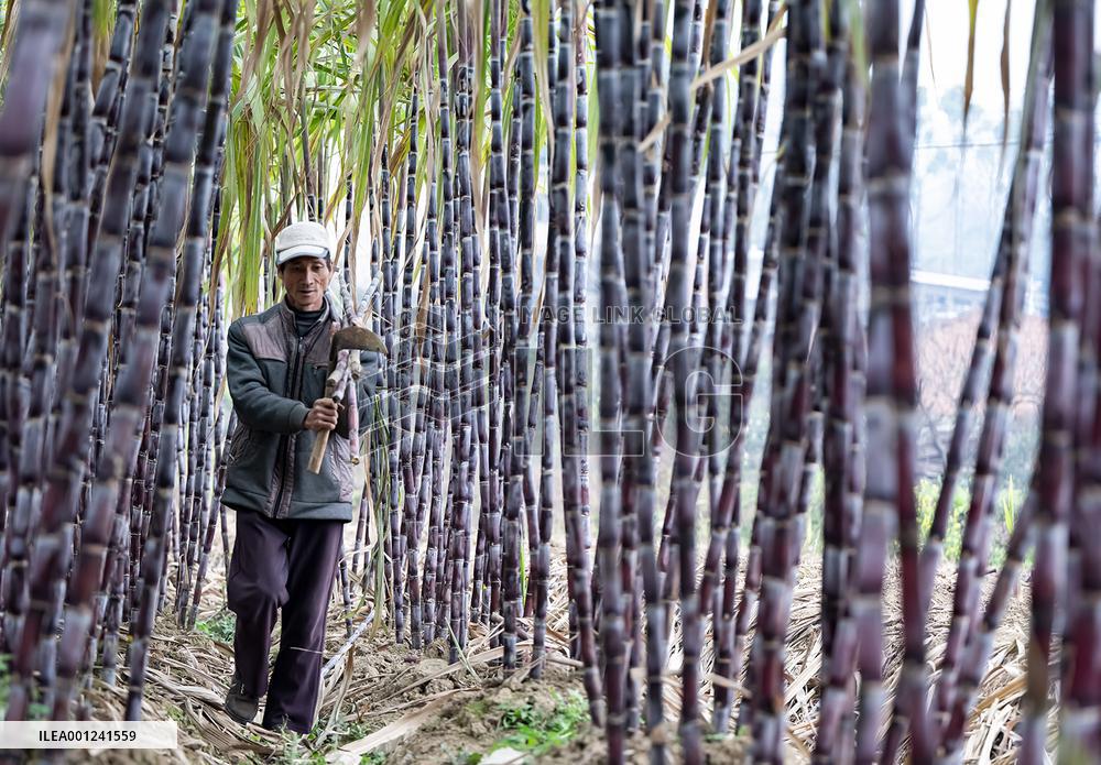 #CHINA-SPRING FARMING (CN)