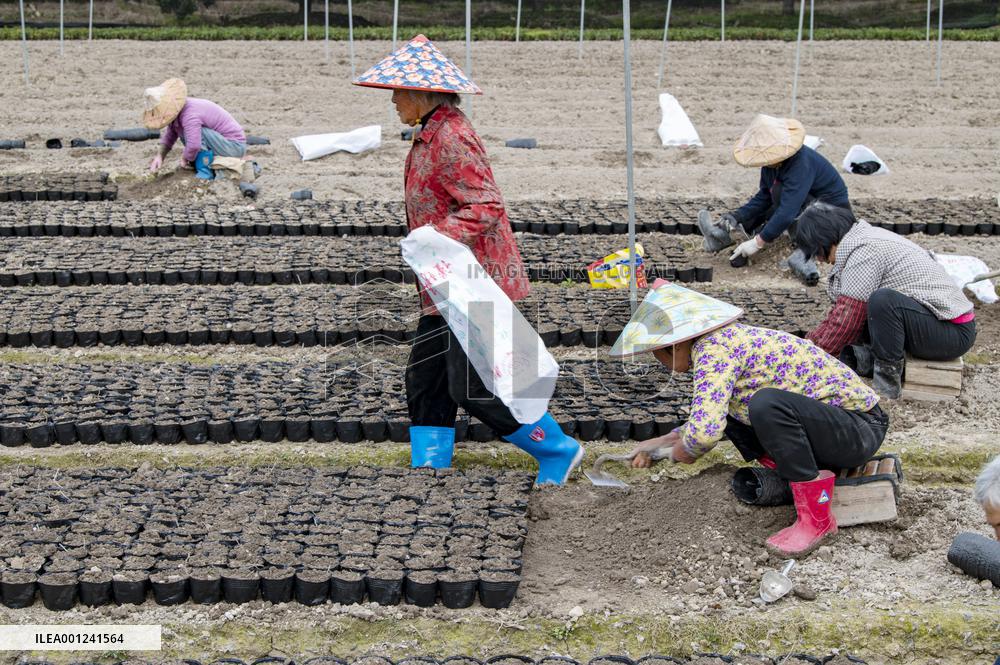 #CHINA-SPRING FARMING (CN)