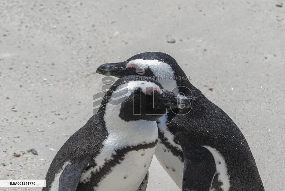 SOUTH AFRICA-SIMON'S TOWN-AFRICAN PENGUIN