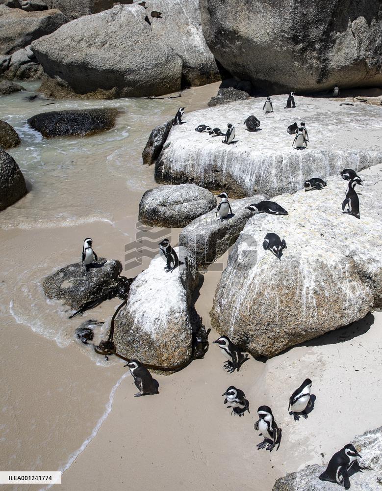 SOUTH AFRICA-SIMON'S TOWN-AFRICAN PENGUIN