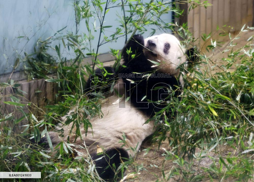 Giant panda Xiang Xiang at Tokyo zoo
