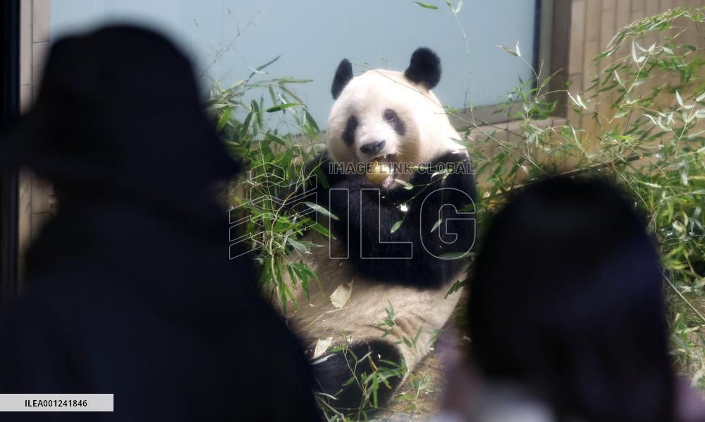 Giant panda Xiang Xiang at Tokyo zoo