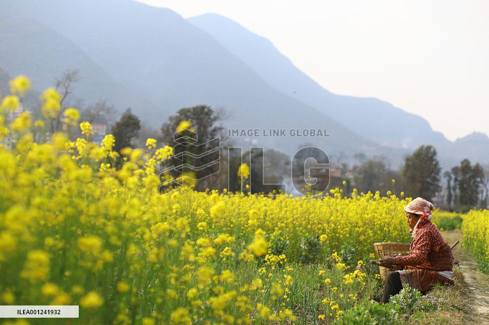 Season of Mustard in Nepal