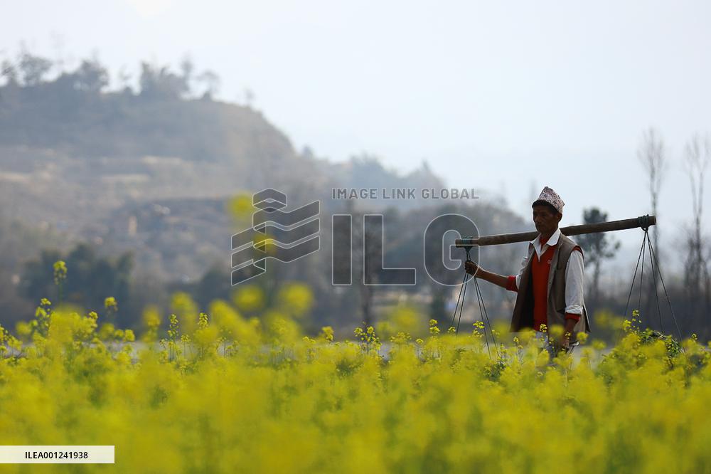 Season of Mustard in Nepal