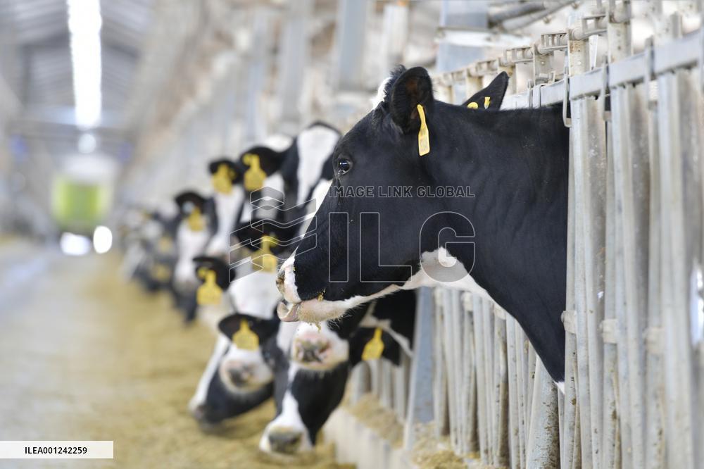 CHINA-GANSU-DAIRY INDUSTRY (CN)