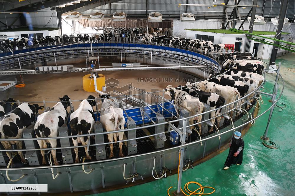 CHINA-GANSU-DAIRY INDUSTRY (CN)