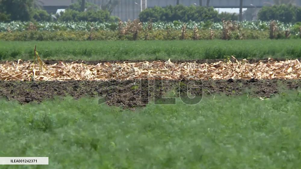 Egypt becomes self-sufficient in 9 crops: minister