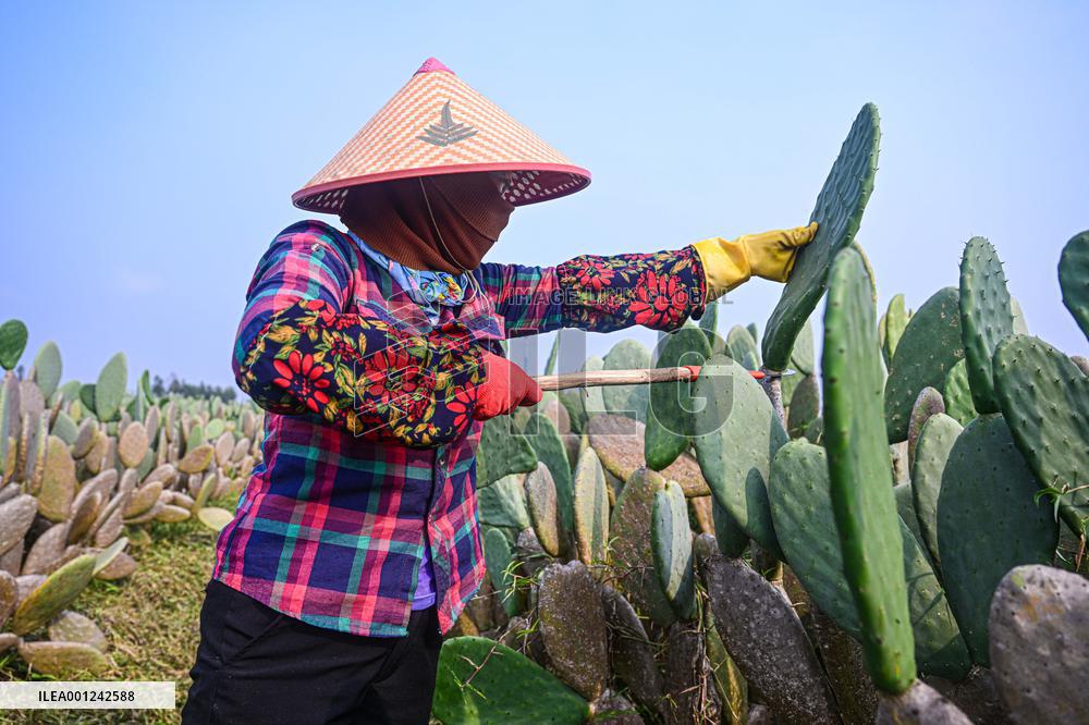 CHINA-HAINAN-DANZHOU-CACTUS PLANTING BASE (CN)