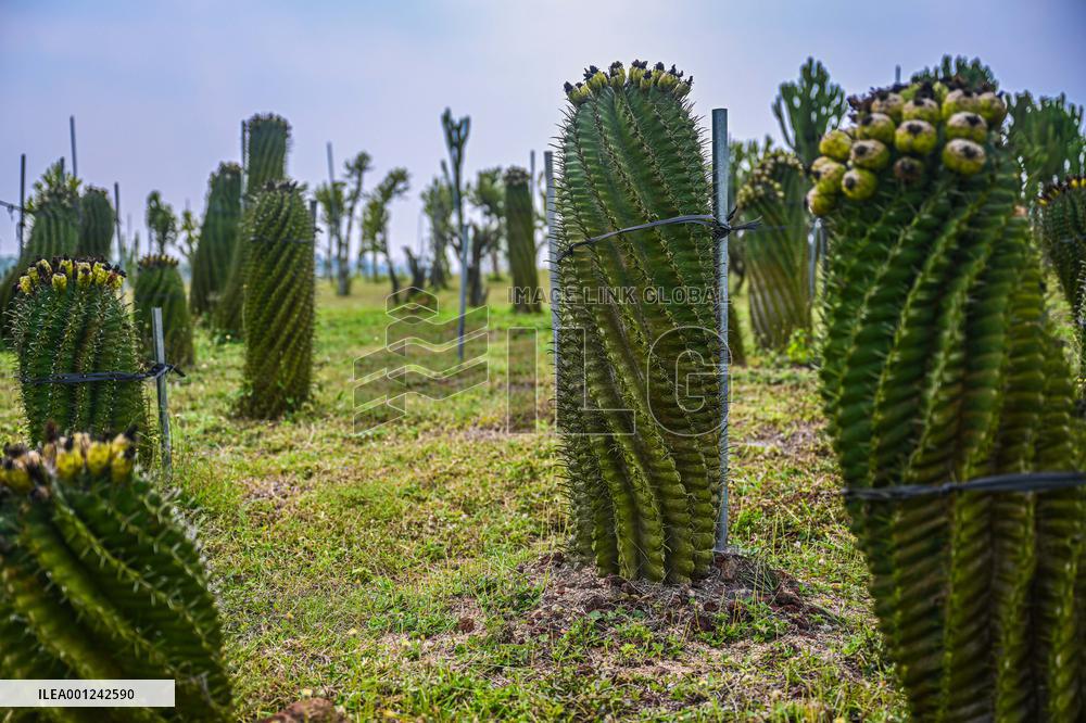 CHINA-HAINAN-DANZHOU-CACTUS PLANTING BASE (CN)