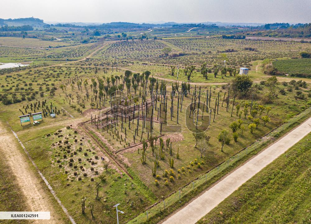 CHINA-HAINAN-DANZHOU-CACTUS PLANTING BASE (CN)