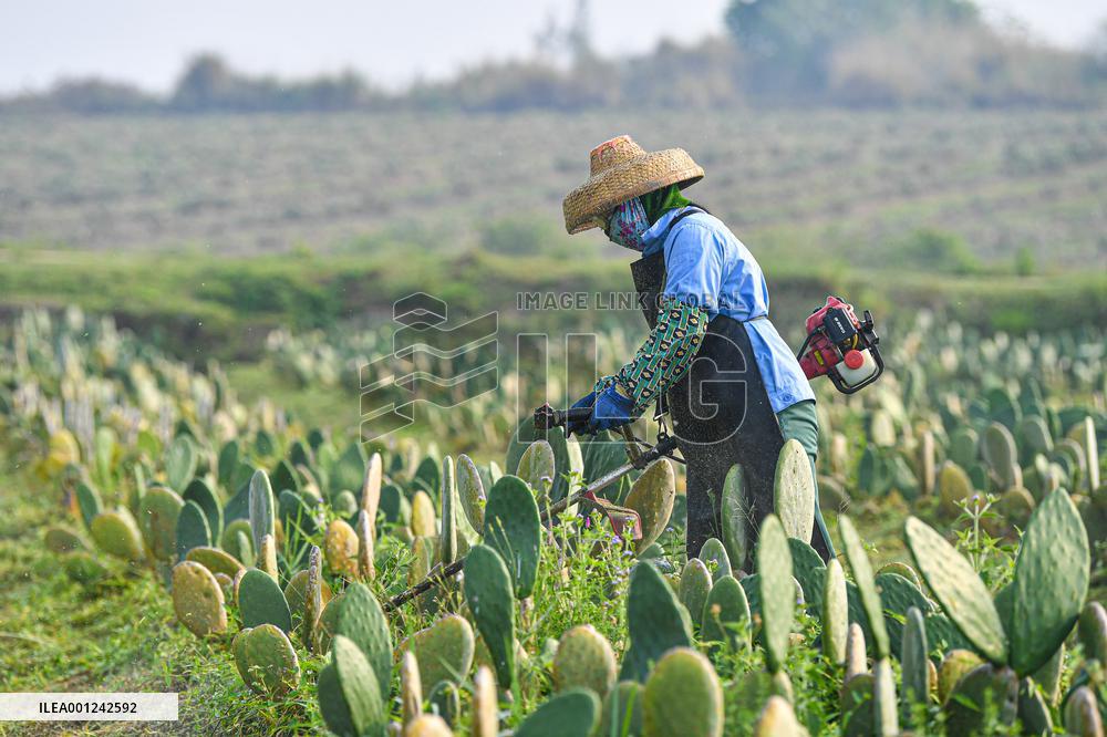 CHINA-HAINAN-DANZHOU-CACTUS PLANTING BASE (CN)