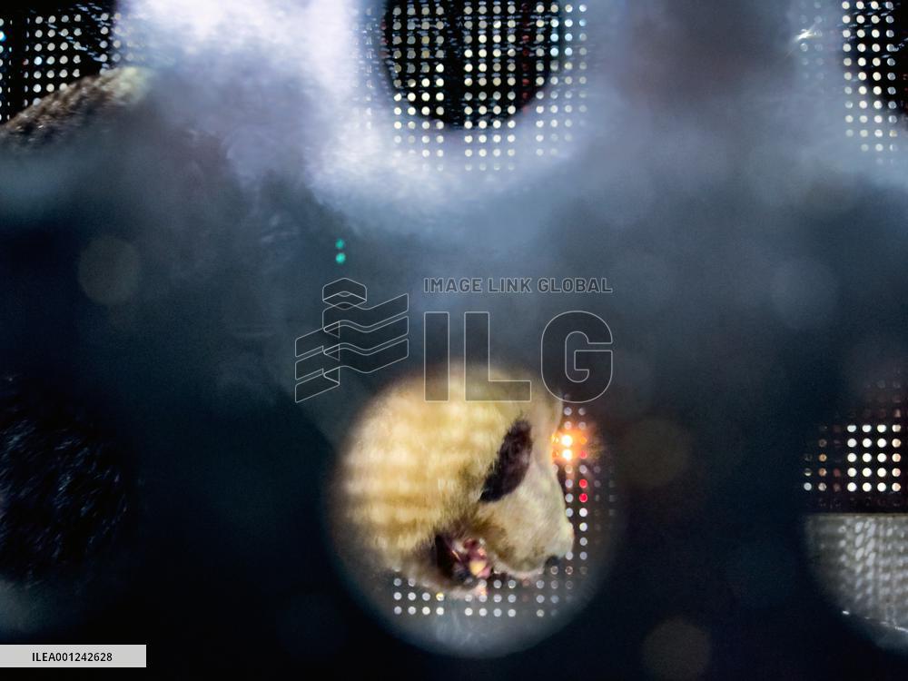 CHINA-SICHUAN-CHENGDU-GIANT PANDA-ARRIVAL (CN)