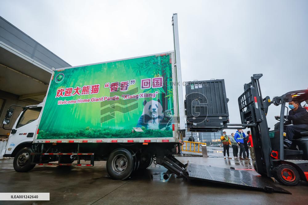 CHINA-SICHUAN-CHENGDU-GIANT PANDA-ARRIVAL (CN)