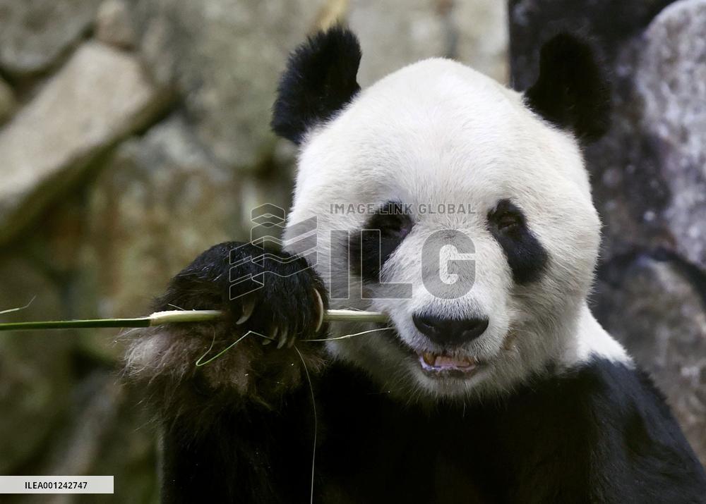 Giant panda at western Japan zoo