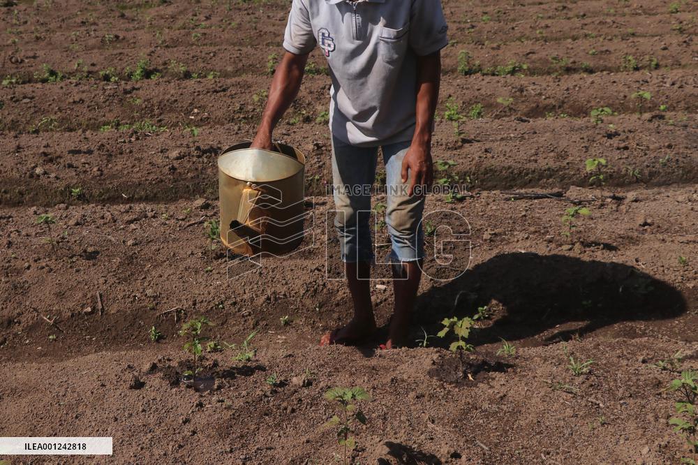 INDONESIA-ACEH BARAT-PATCHOULI PLANT