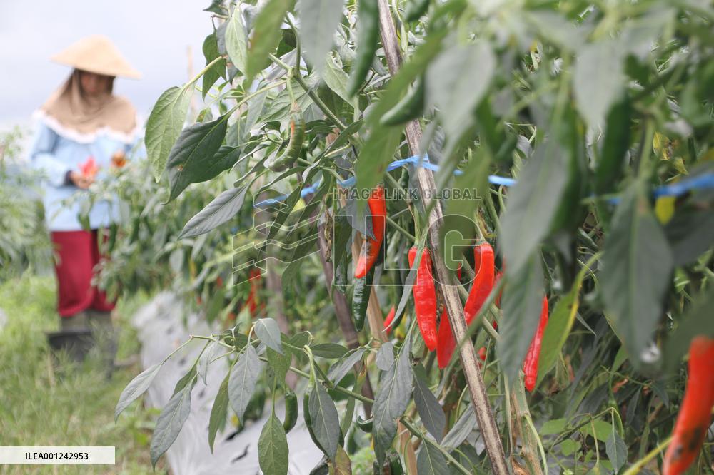 INDONESIA-BOYOLALI-RED CHILI-HARVEST