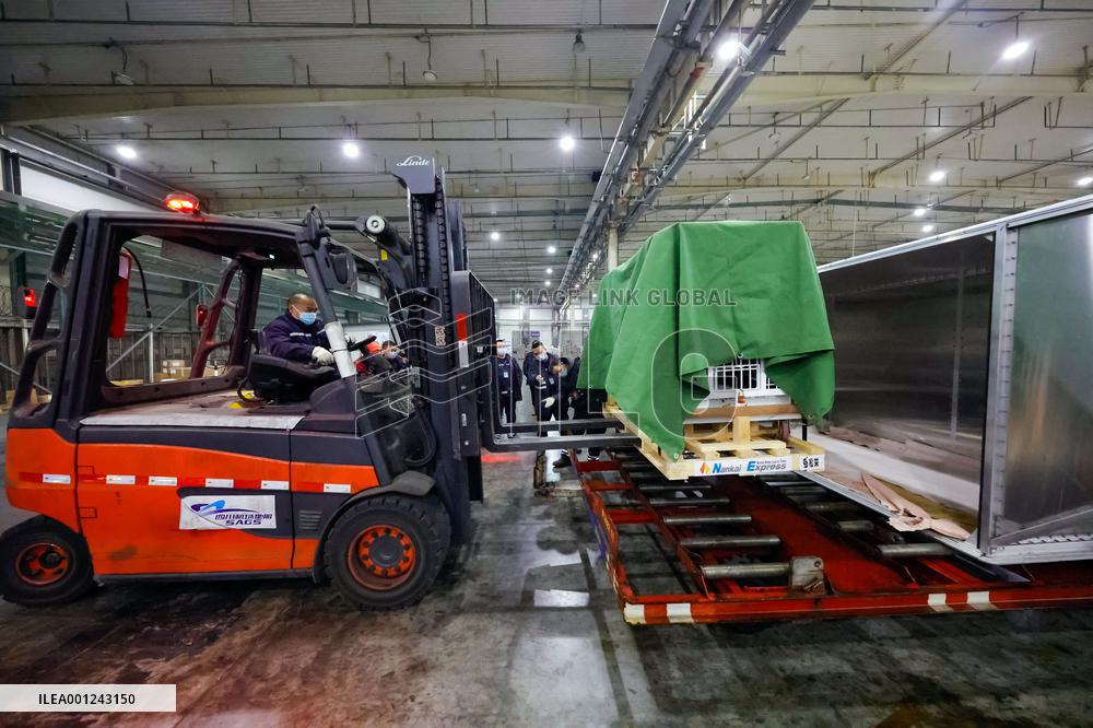 CHINA-SICHUAN-CHENGDU-GIANT PANDA-ARRIVAL (CN)