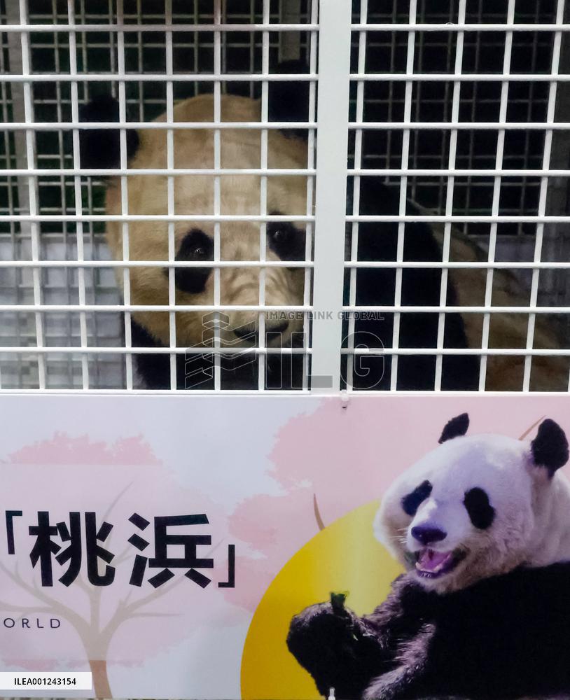 CHINA-SICHUAN-CHENGDU-GIANT PANDA-ARRIVAL (CN)