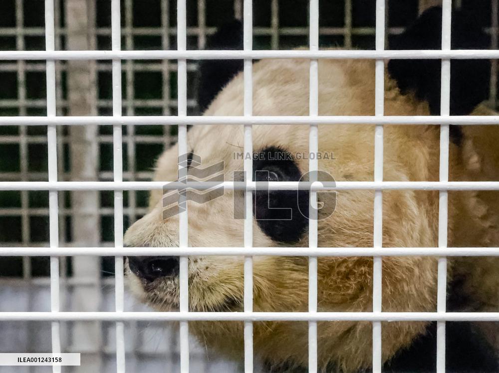 CHINA-SICHUAN-CHENGDU-GIANT PANDA-ARRIVAL (CN)