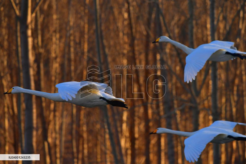 CHINA-LIAONING-BEIPIAO-SWAN (CN)