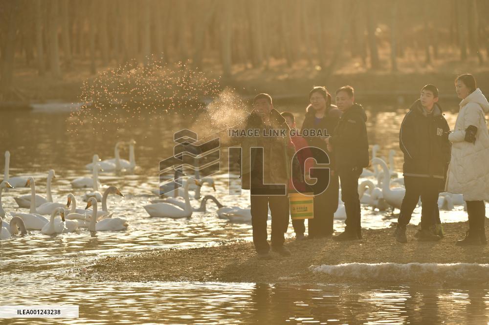 CHINA-LIAONING-BEIPIAO-SWAN (CN)