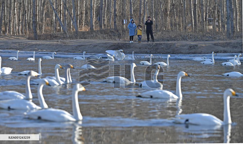 CHINA-LIAONING-BEIPIAO-SWAN (CN)