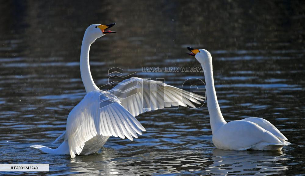 CHINA-LIAONING-BEIPIAO-SWAN (CN)