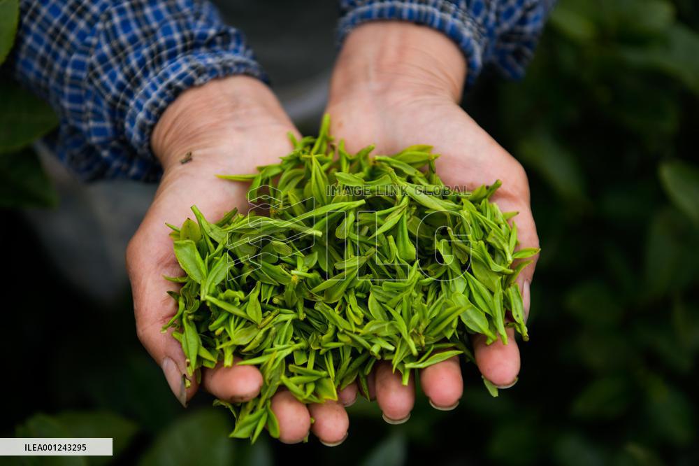 CHINA-GUIZHOU-PU'AN COUNTY-TEA PLANTATION (CN)
