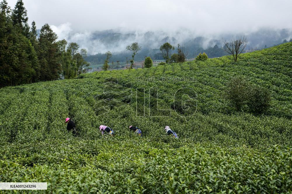 CHINA-GUIZHOU-PU'AN COUNTY-TEA PLANTATION (CN)