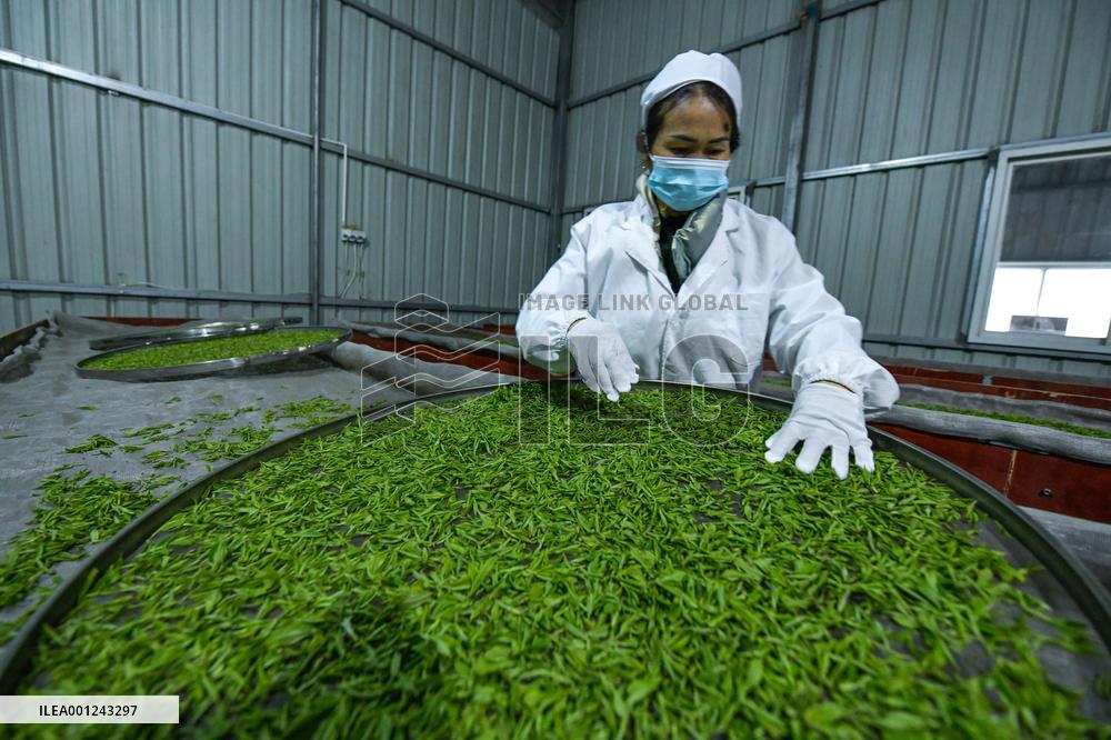 CHINA-GUIZHOU-PU'AN COUNTY-TEA PLANTATION (CN)