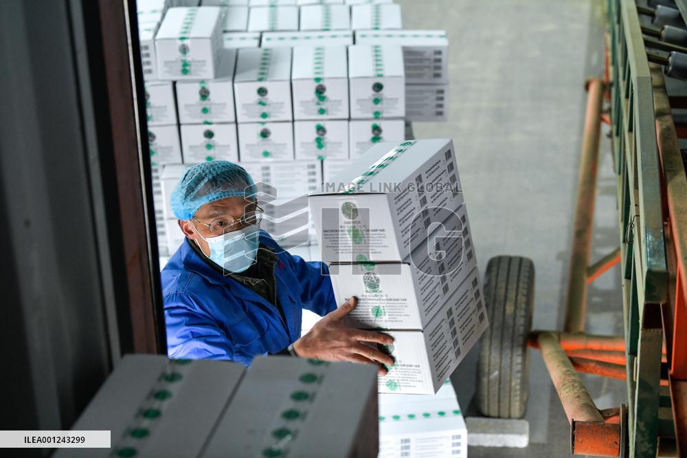 CHINA-GUIZHOU-PU'AN COUNTY-TEA PLANTATION (CN)