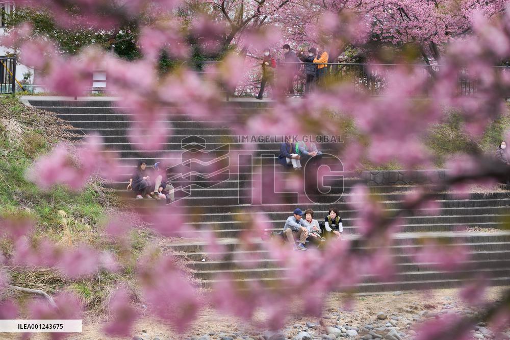JAPAN-SHIZUOKA-KAWAZU-CHERRY BLOSSOMS