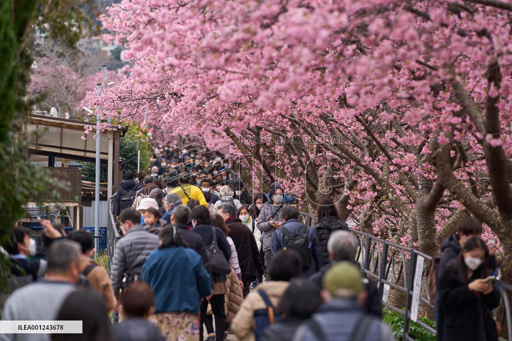 JAPAN-SHIZUOKA-KAWAZU-CHERRY BLOSSOMS