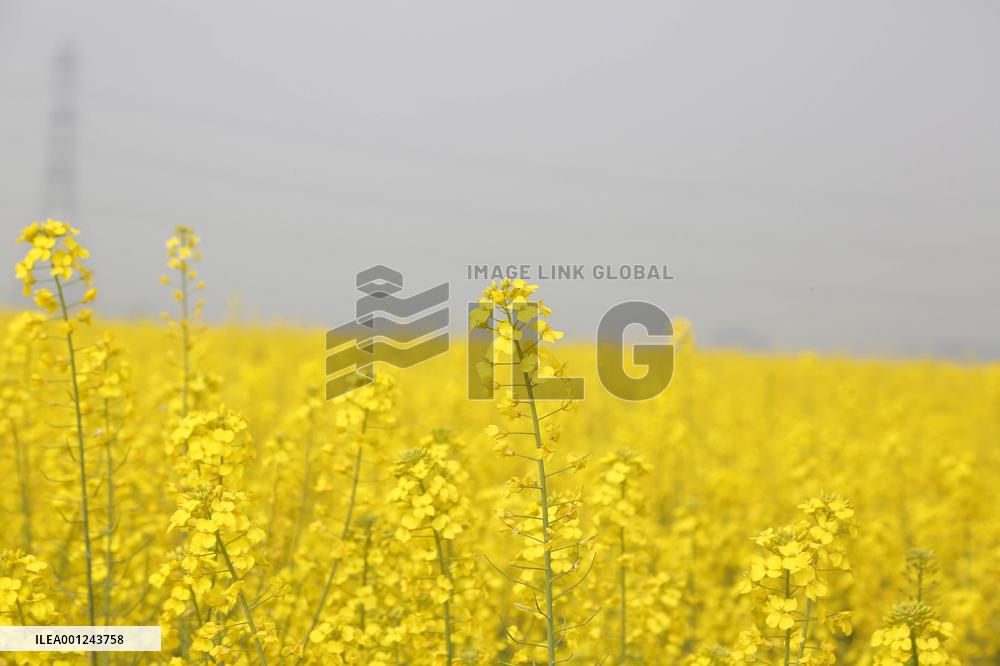 PAKISTAN-GUJRANWALA-CANOLA FIELD