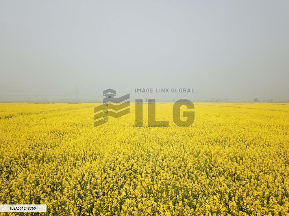 PAKISTAN-GUJRANWALA-CANOLA FIELD