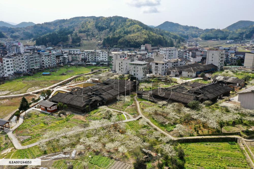 CHINA-FUJIAN-ANCIENT VILLAGE-PLUM BLOSSOM (CN)