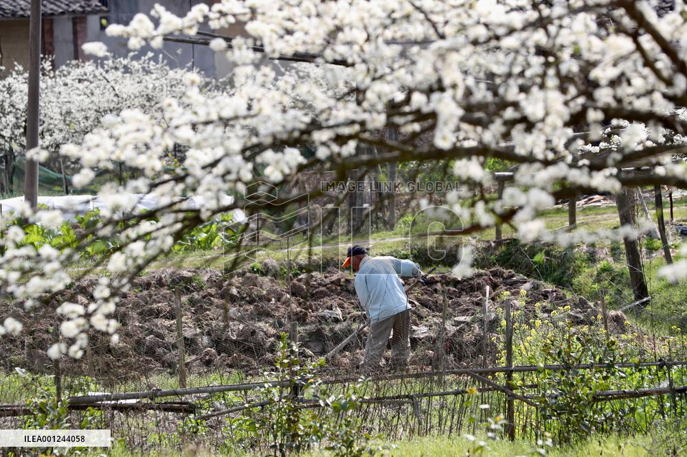 CHINA-FUJIAN-ANCIENT VILLAGE-PLUM BLOSSOM (CN)