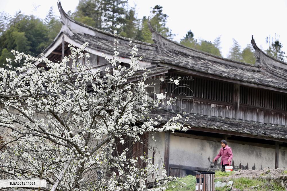 CHINA-FUJIAN-ANCIENT VILLAGE-PLUM BLOSSOM (CN)