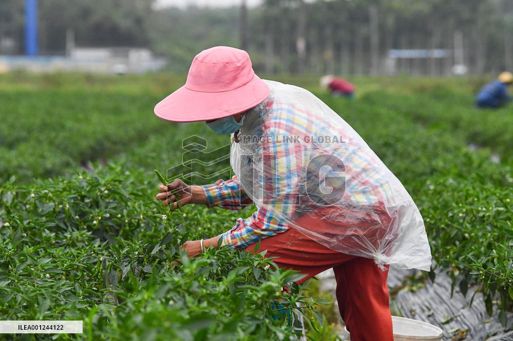CHINA-HAINAN-SPRING-HARVEST (CN)