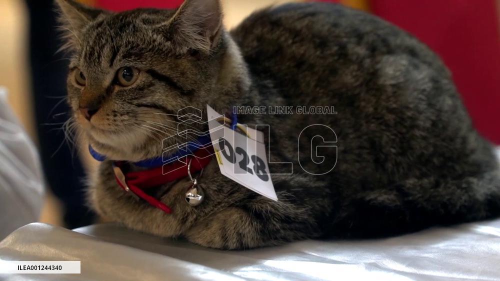 Cat ramp show staged in Bangladeshi capital