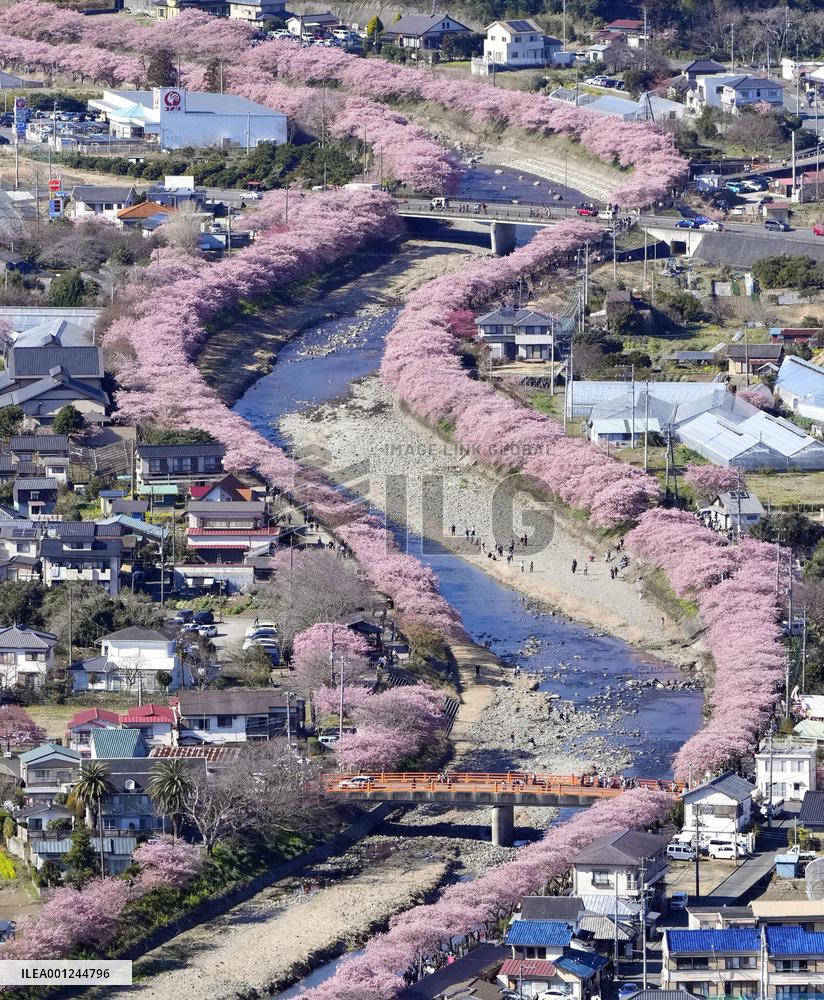 Early cherry blossoms in Japan