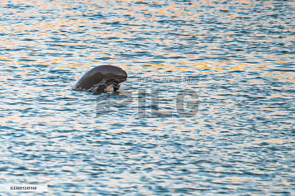 CHINA-HUBEI-YICHANG-FINLESS PORPOISE (CN)