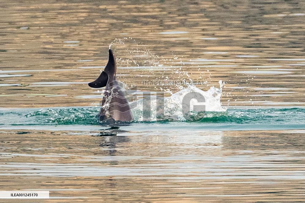 CHINA-HUBEI-YICHANG-FINLESS PORPOISE (CN)