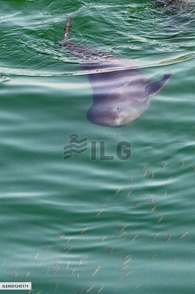 CHINA-HUBEI-YICHANG-FINLESS PORPOISE (CN)