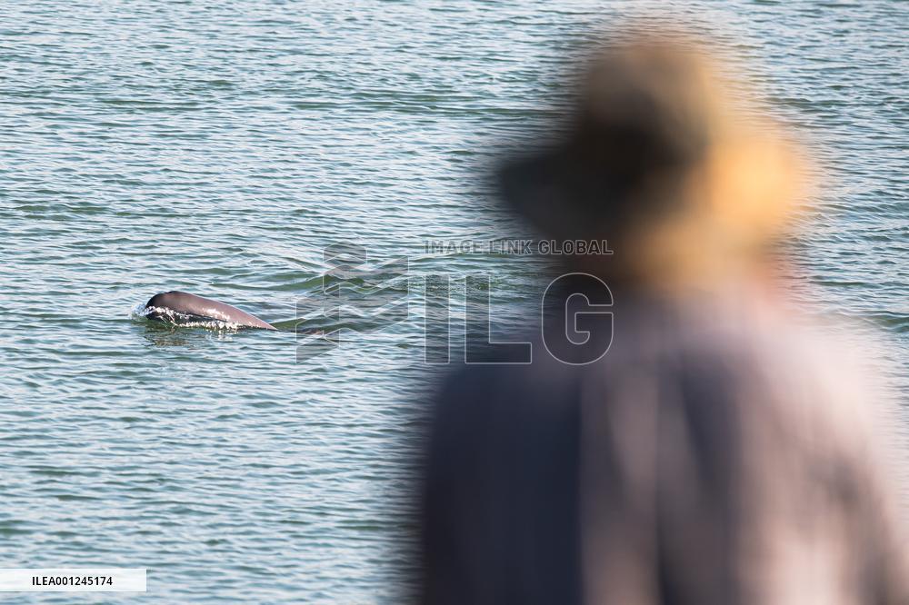CHINA-HUBEI-YICHANG-FINLESS PORPOISE (CN)
